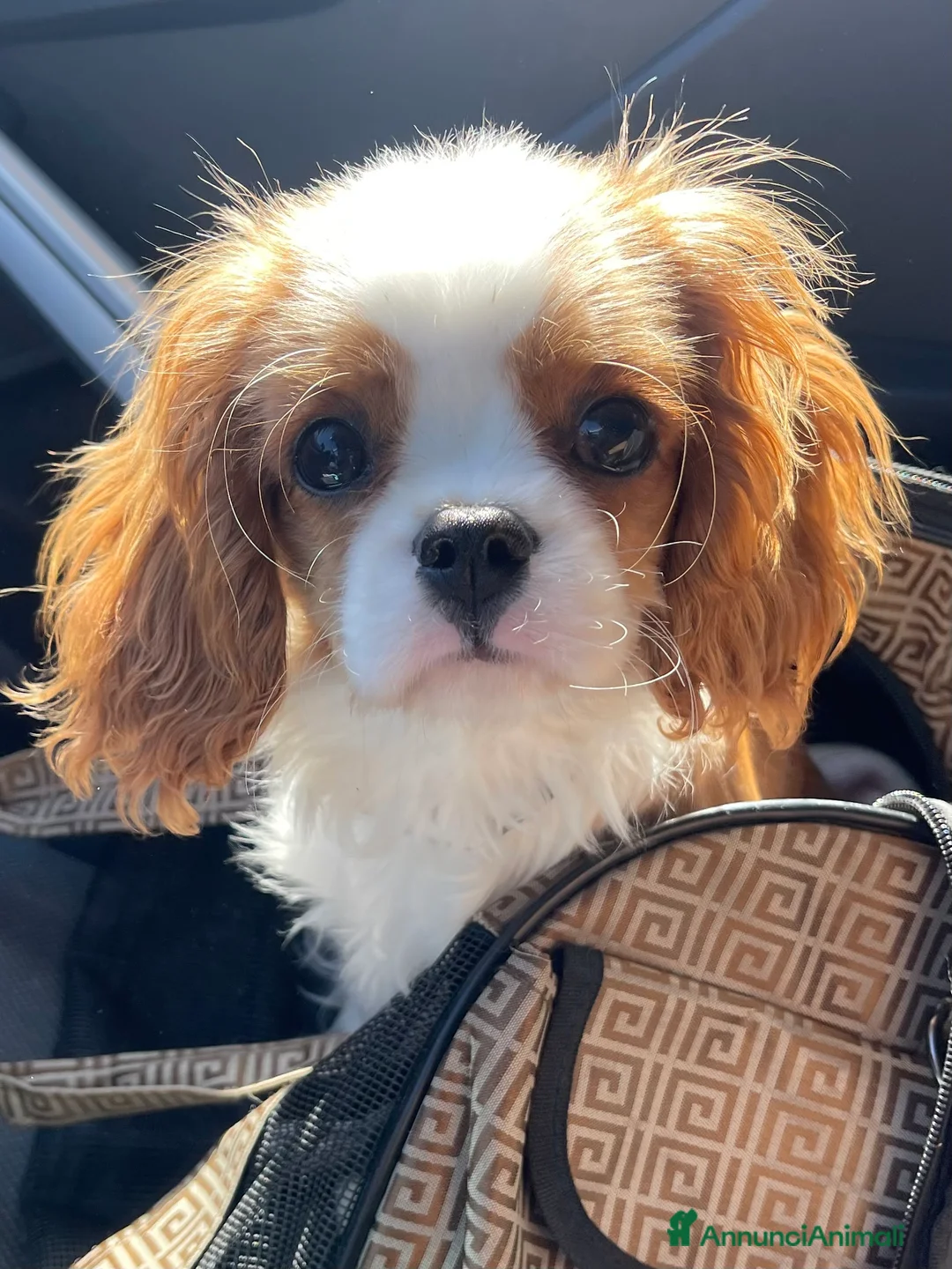 Immagine della galleria {{count}}