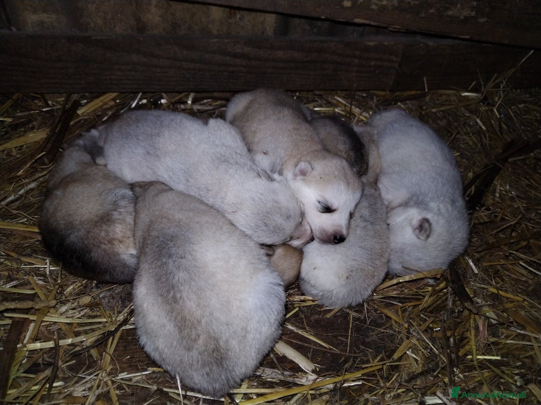 Husky cani in vendita: Cuccioli di Siberian Husky  - Annuncio 9