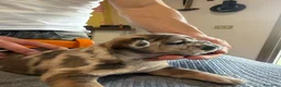 Bulldog Francese cani in vendita: bulldog francese bulldog animali  - Annuncio 15