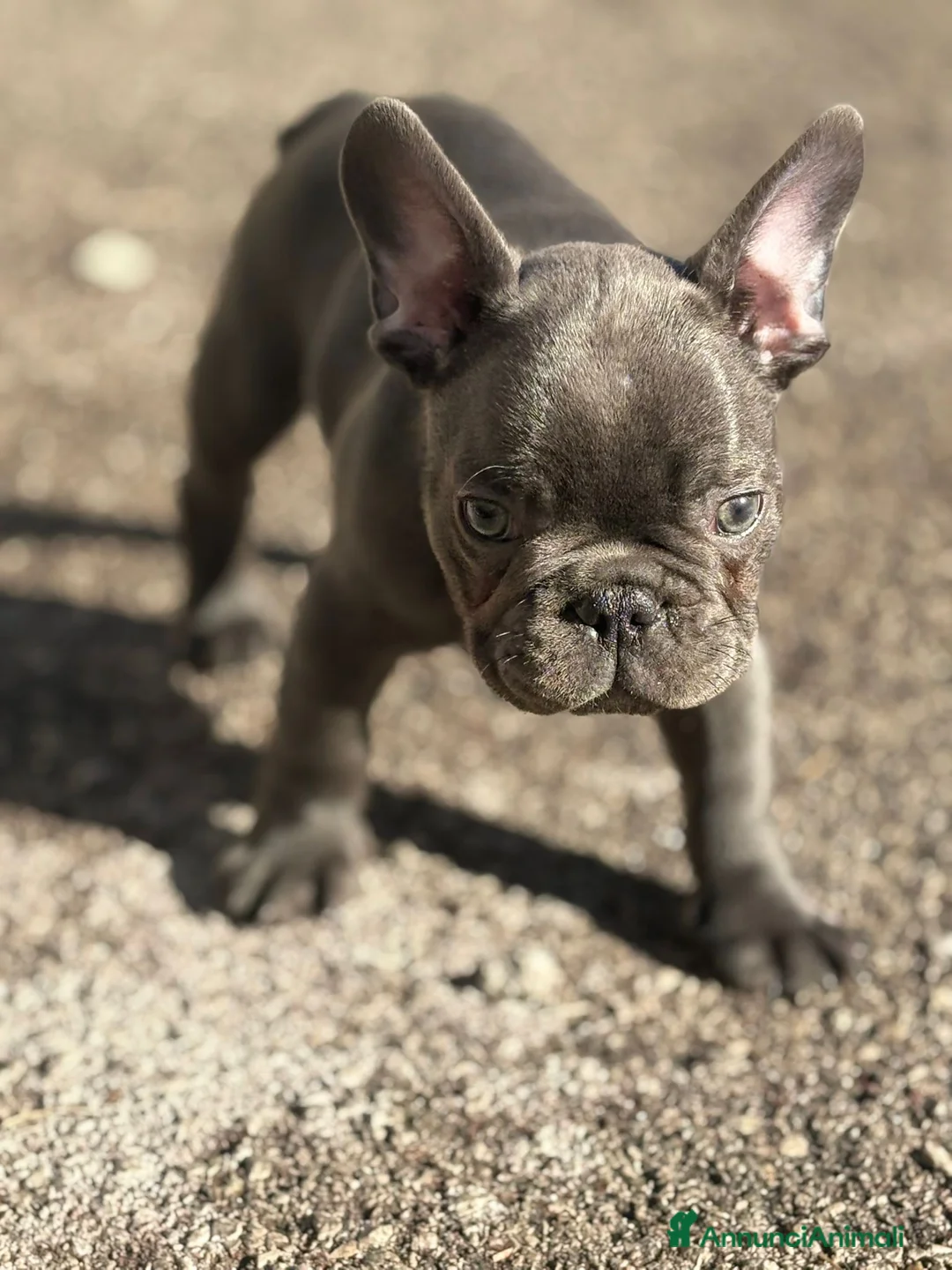 Bulldog Francese cani in vendita: Bulldog francese a Provincia di Salerno - Annuncio 4