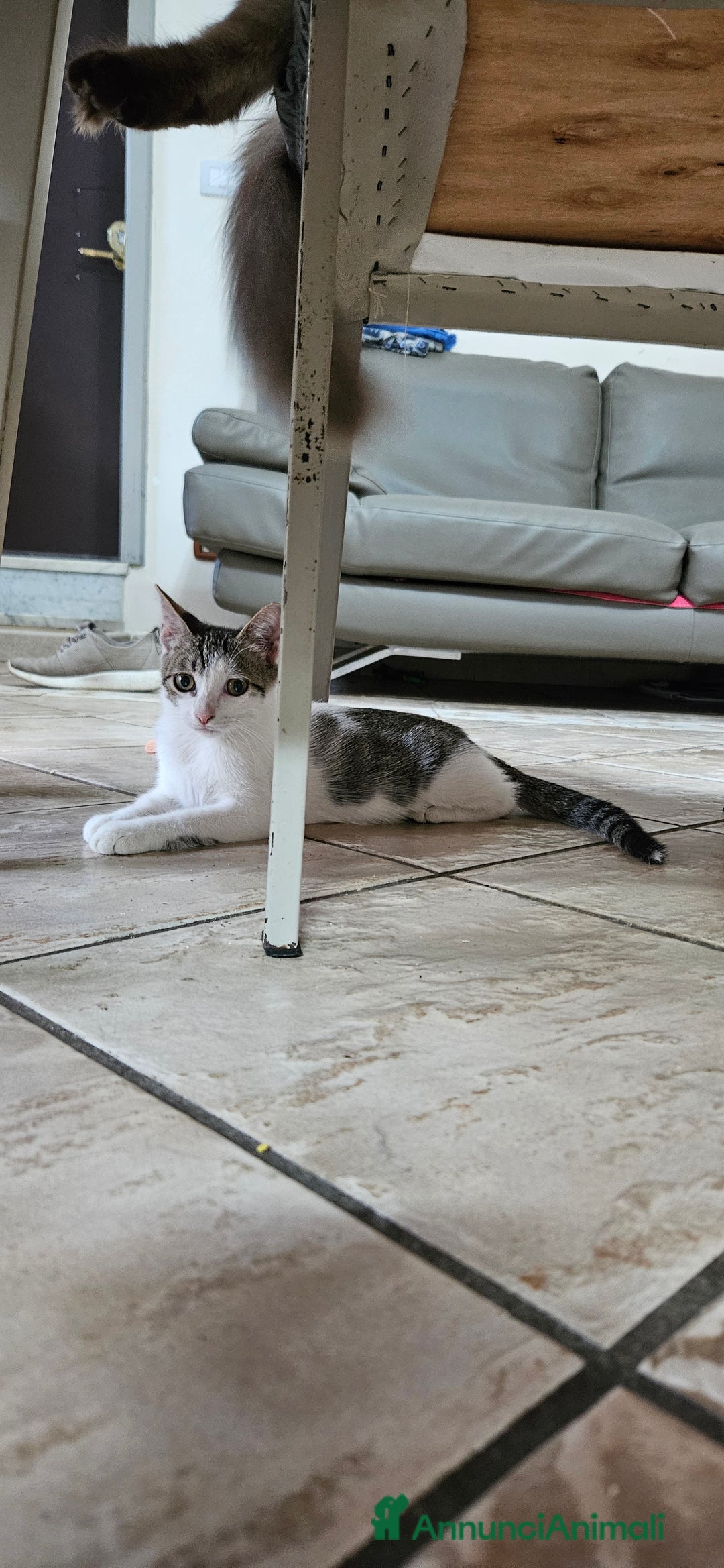 Europeo gatti in regalo: Una dolcissima gattina di tre mesi  - Immagine 4