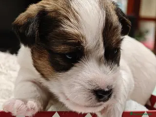 Jack Russell cani Cuccioli Jack Russell Terrier pelo Ruvido Broken a Città metropolitana di Catania - Annuncio 1