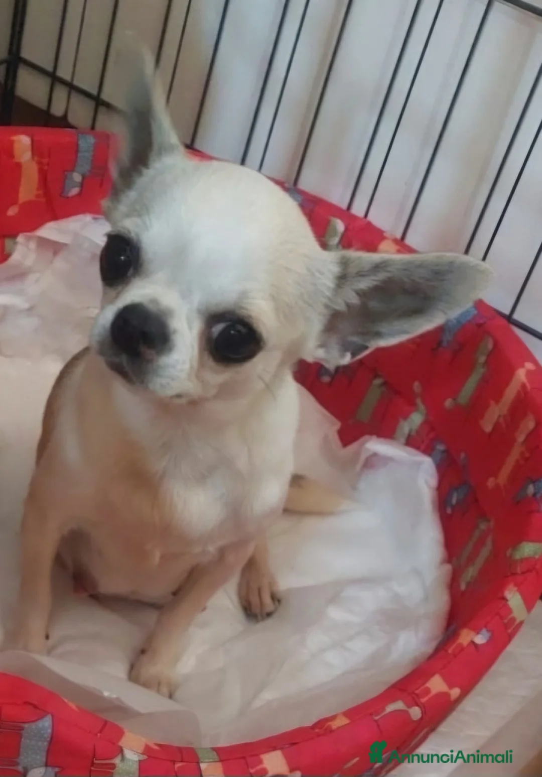 Chihuahua cani in vendita: Chihuahua toy mini - Annuncio 2