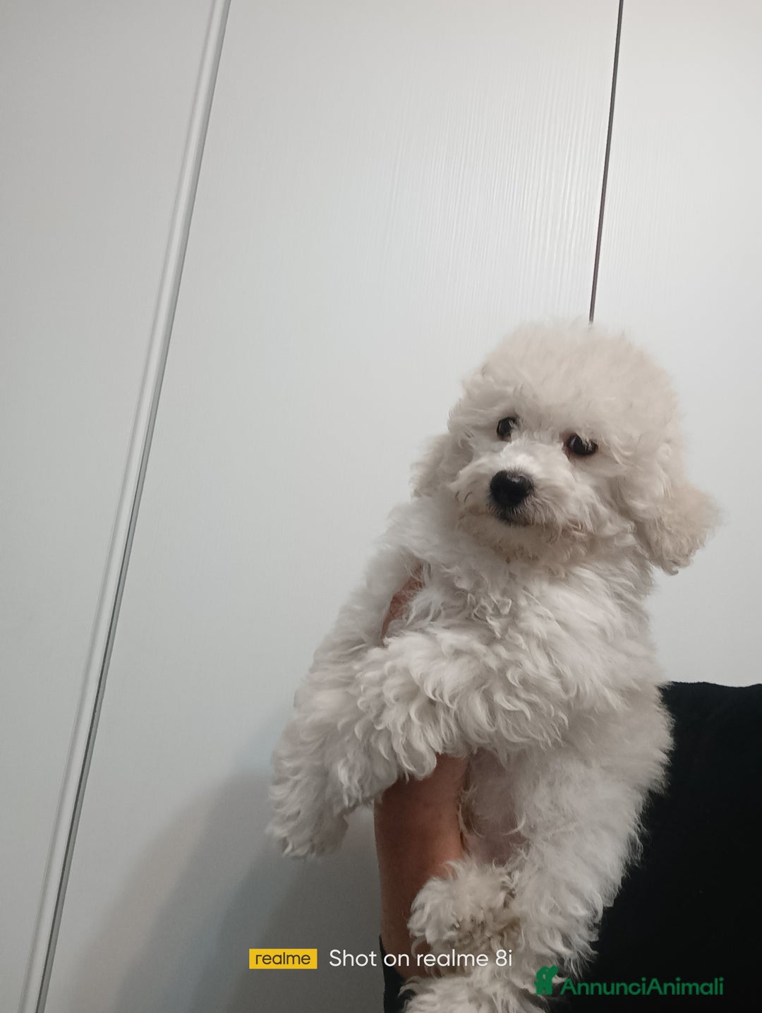 Meticcio cani in vendita: Maltipoo maschio  - Annuncio 1