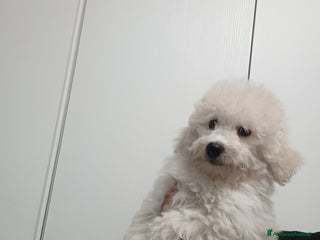 Meticcio cani Maltipoo maschio - Annuncio 35