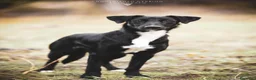Meticcio cani in regalo: Mila meravigliosa cagnolina cerca adozione a Città Metropolitana di Torino - Annuncio 2