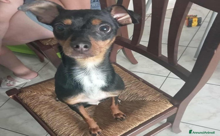 Pinscher Tedesco cani - Annuncio 1