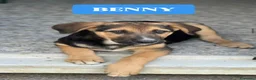 Meticcio cani in regalo: BENNY CERCA CASA - Annuncio 5