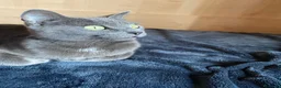 Blu di Russia gatti in vendita: Blu di Russia  - Annuncio 2