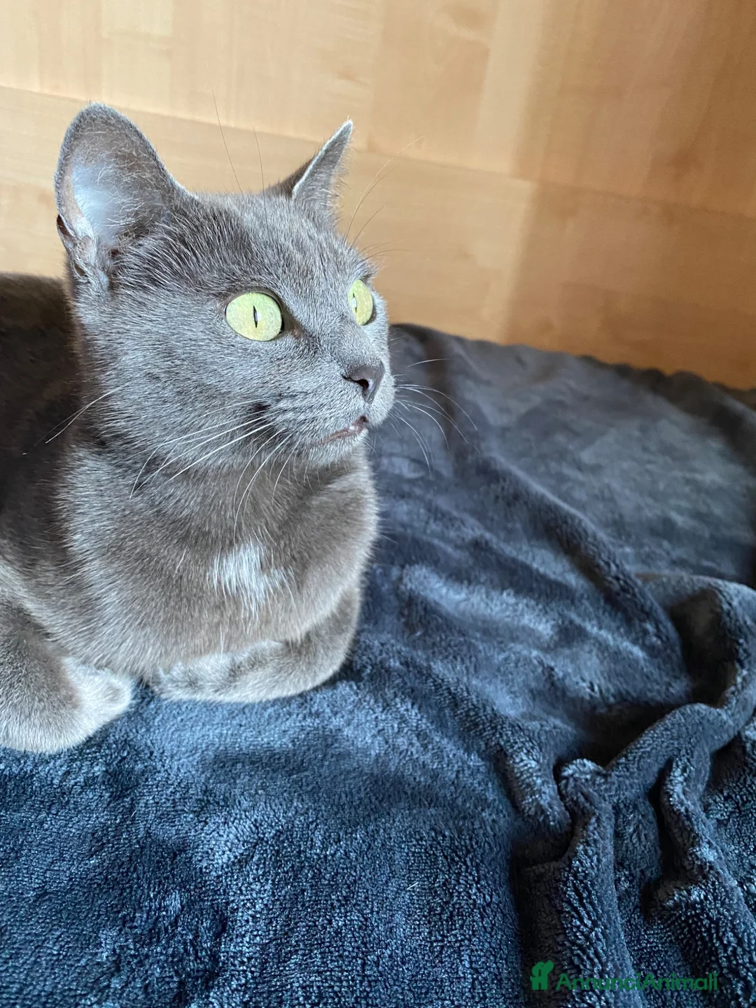 Blu di Russia gatti in vendita: Blu di Russia  - Annuncio 2