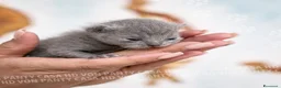 Scottish gatti in vendita: Cuccioli di Scottish Fold e Straight con Pedigree - Annuncio 32