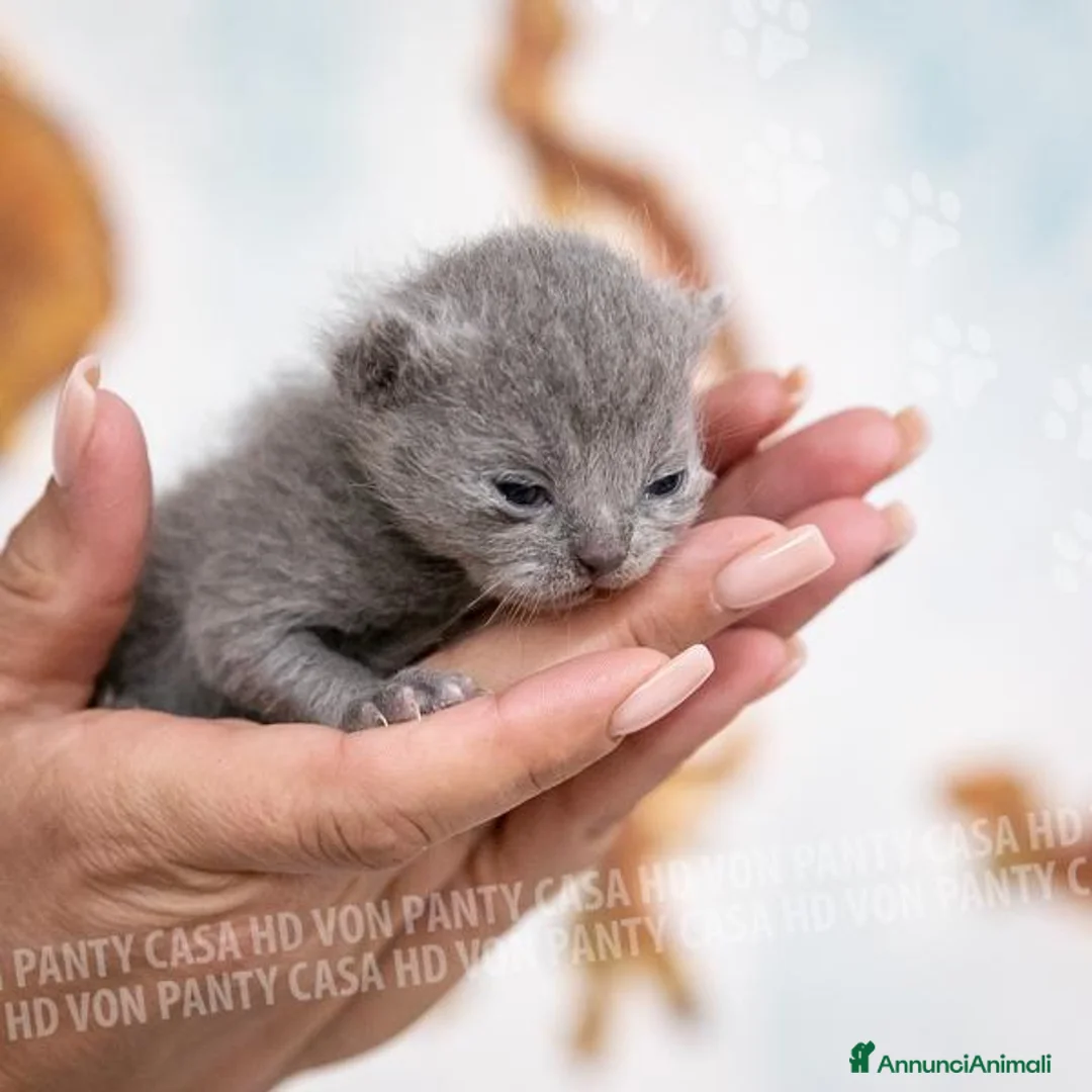 Scottish gatti in vendita: Cuccioli di Scottish Fold e Straight con Pedigree - Annuncio 32