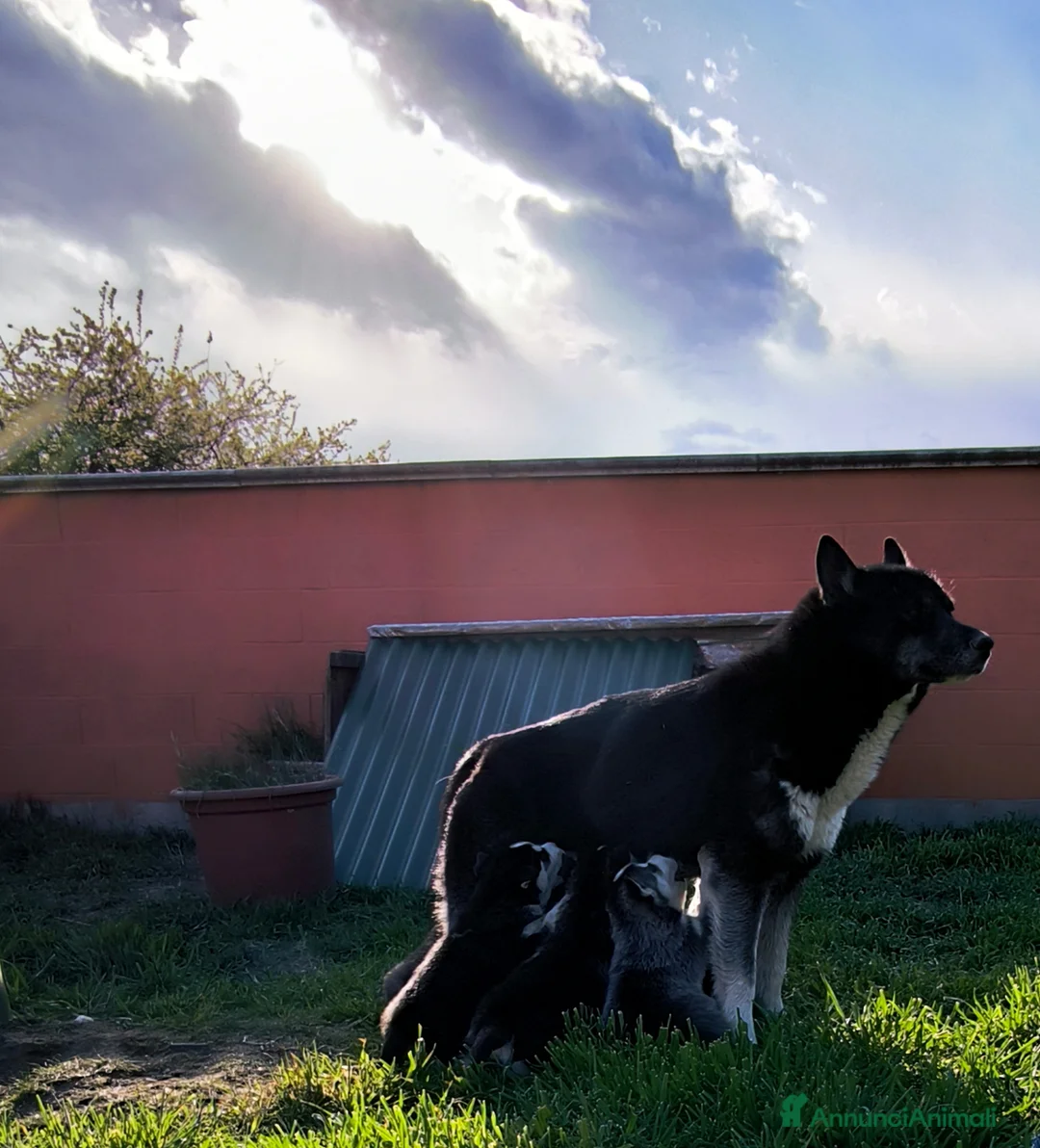 Husky cani in vendita: Siberian Husky cuccioli con pedigree - Annuncio 2