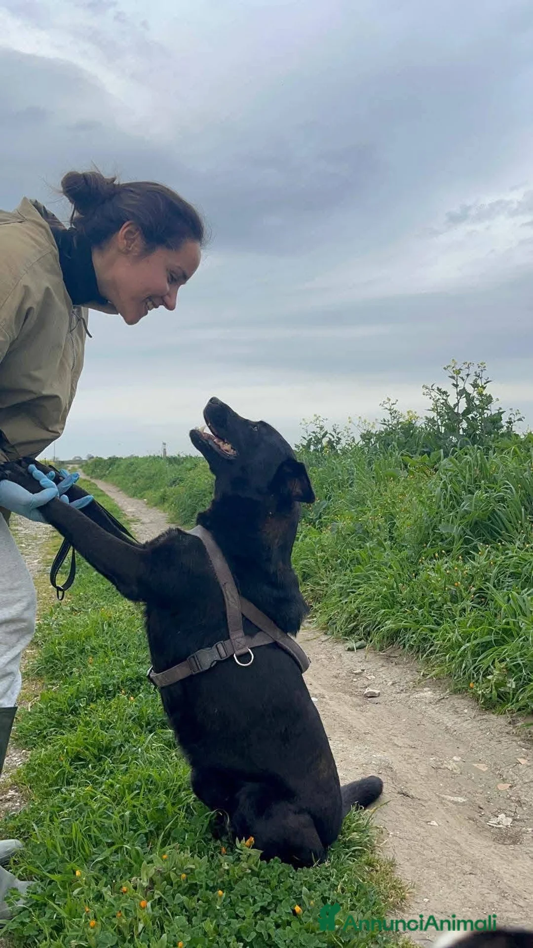 Labrador cani in regalo: Diana - Annuncio 4