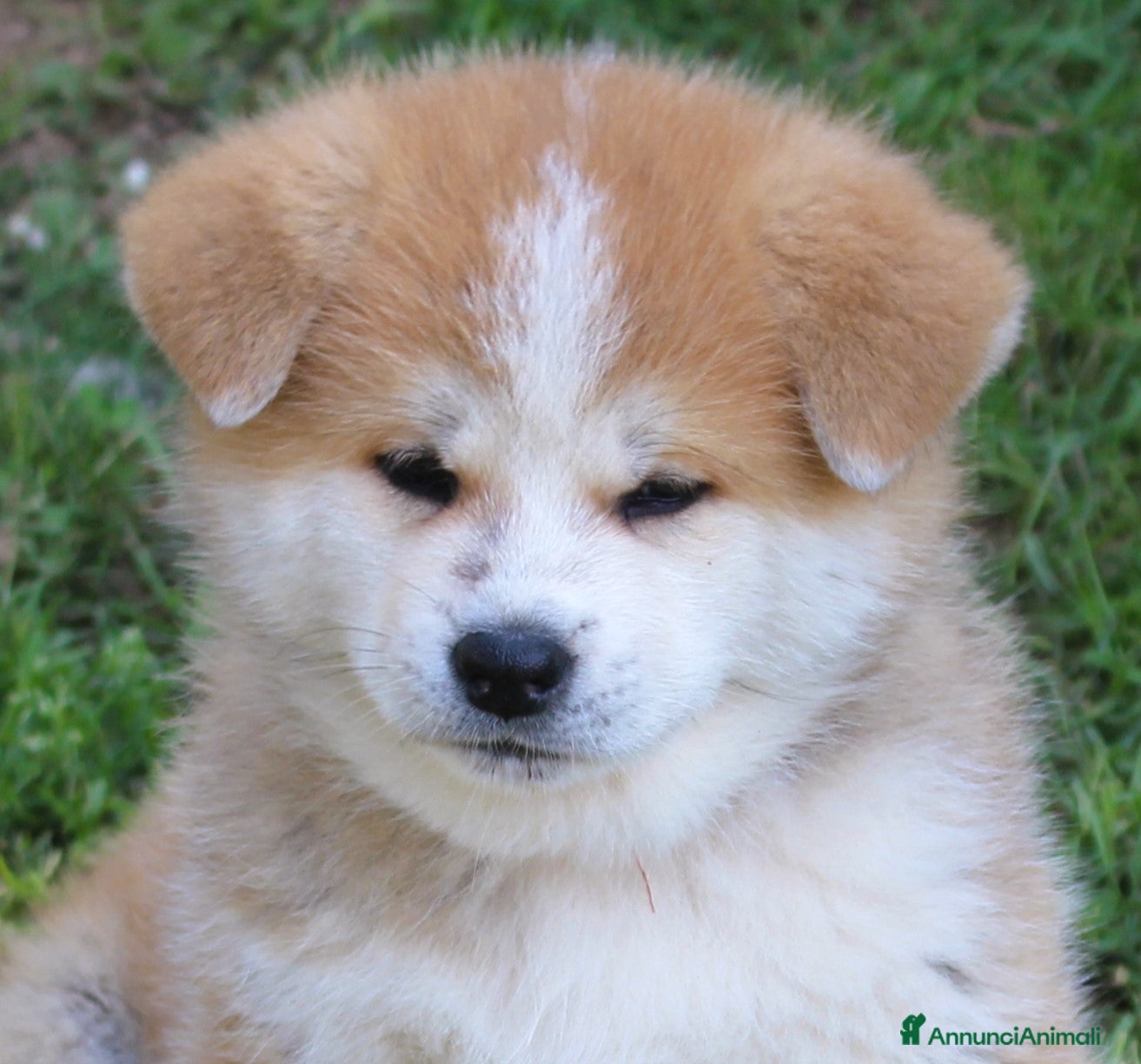 Akita Inu cani CUCCIOLI AKITA INU da allevamento ENCI - Annuncio 1