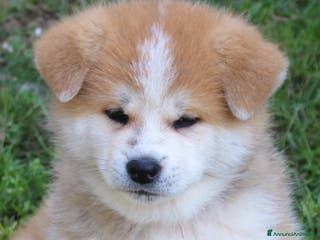 Akita Inu cani CUCCIOLI AKITA INU da allevamento ENCI - Annuncio 3