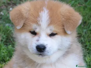 Akita Inu cani CUCCIOLI AKITA INU da allevamento ENCI - Annuncio 6