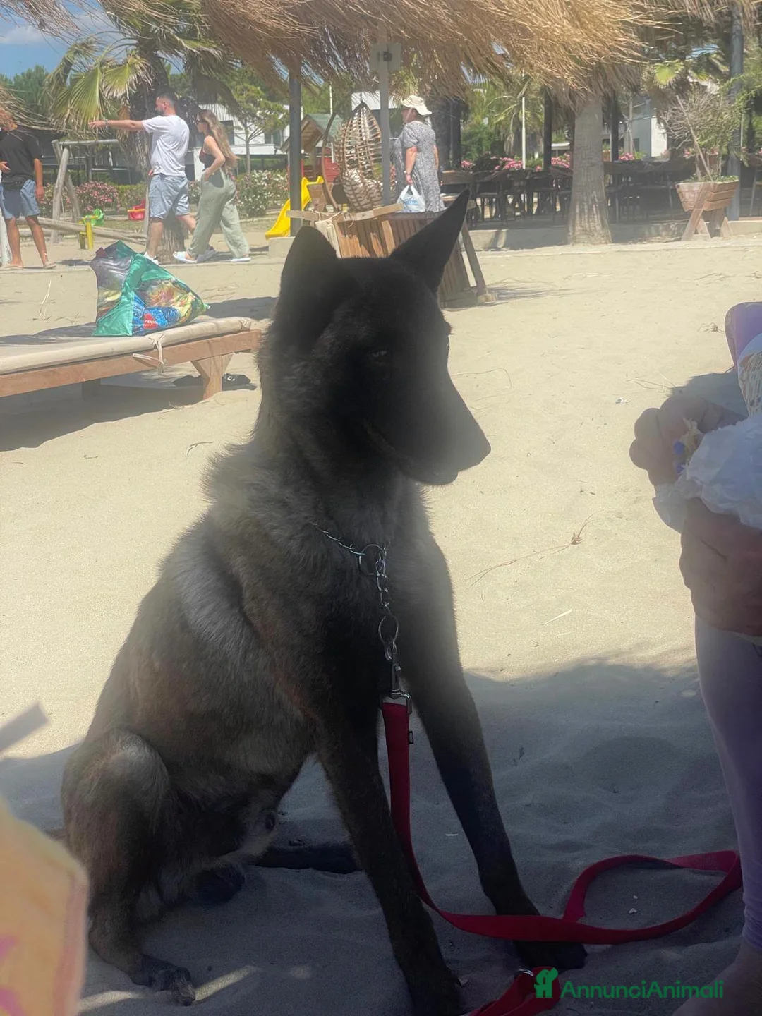Pastore Belga cani in regalo: Lello Pastore Malinois ottimo carattere - Annuncio 7