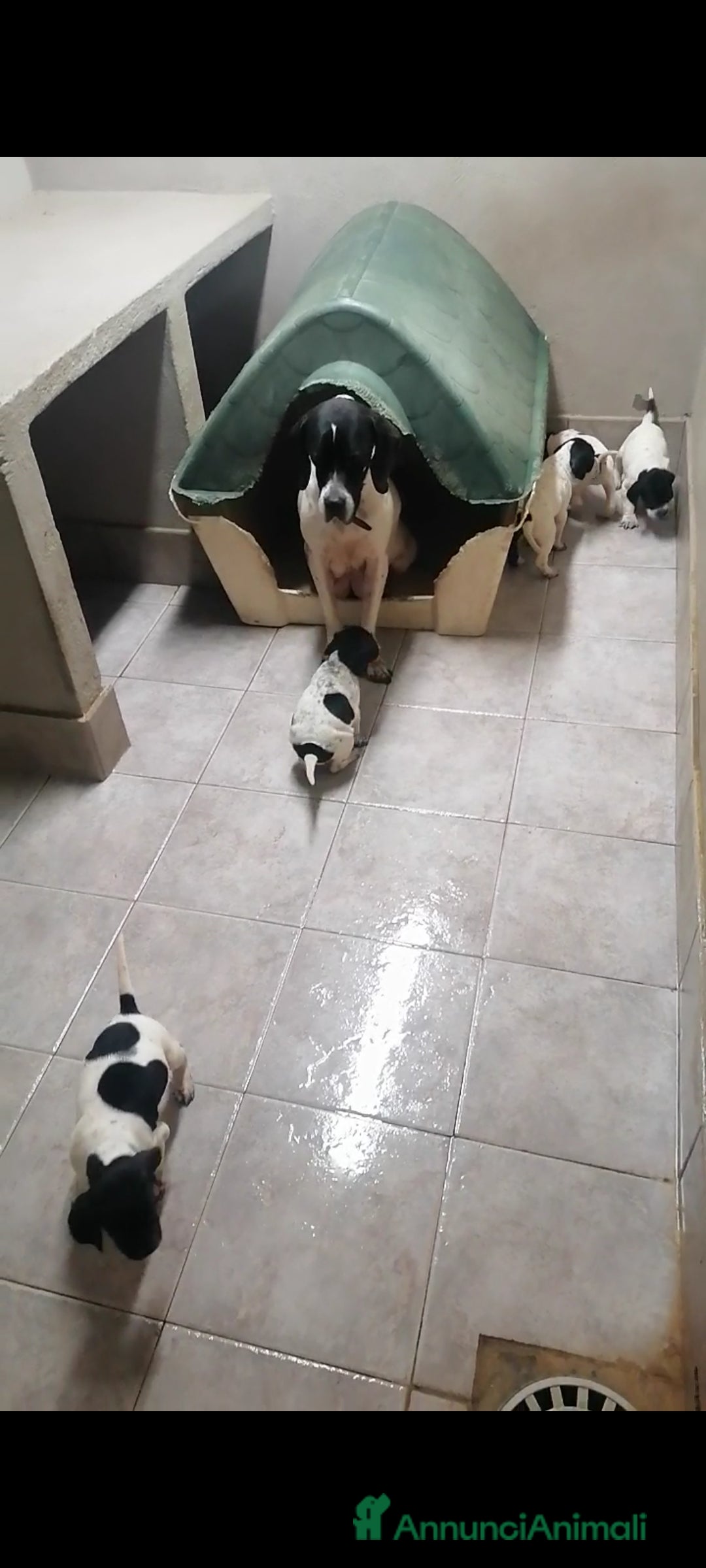 Pointer cani POINTER INGLESE - Annuncio 1