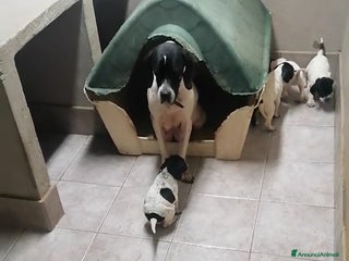 Pointer cani POINTER INGLESE - Annuncio 9