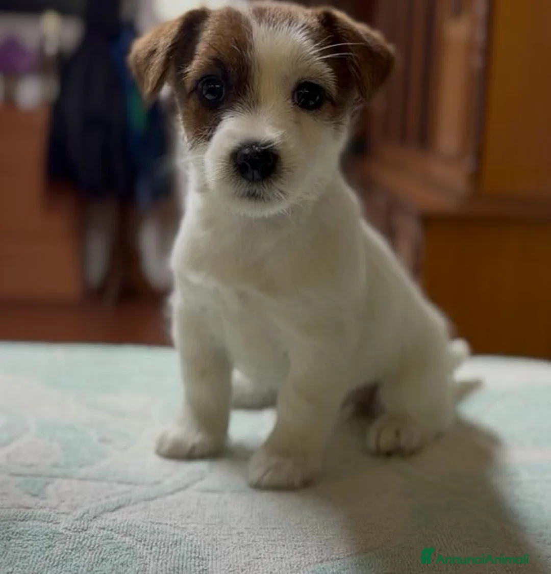 Jack Russell cani in vendita: Cuccioli Jack Russell pelo ruvido - Annuncio 6
