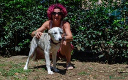 Altre razze cani in regalo: LINK e MAIL, 6 MESI, (01/01/25) a Provincia di Bergamo - Immagine 5