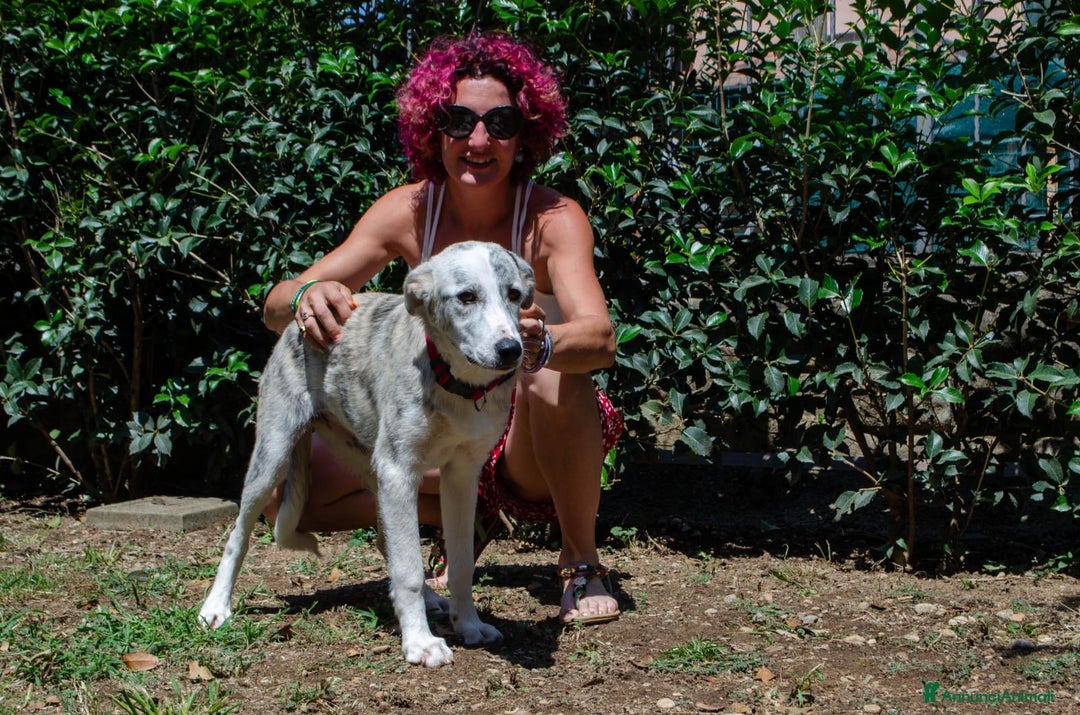 Altre razze cani in regalo: LINK e MAIL, 6 MESI, (01/01/25) a Provincia di Bergamo - Immagine 5