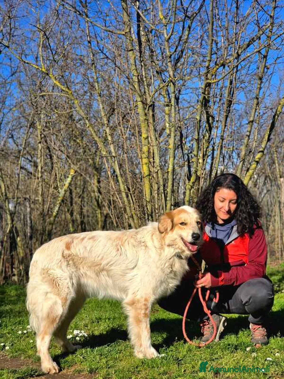 Meticcio cani in regalo: MIKY PERCHE' NESSUNO MI VUOLE? IN ADOZIONE - Annuncio 4