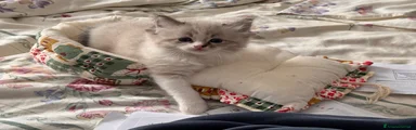 Ragdoll 3