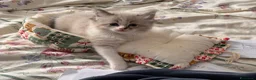 Ragdoll gatti in vendita: Ragdol - Annuncio 4