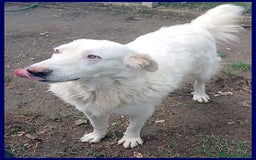 Meticcio cani in regalo: BOMBA giovane buona con tutti! tg abbondante - Immagine 2