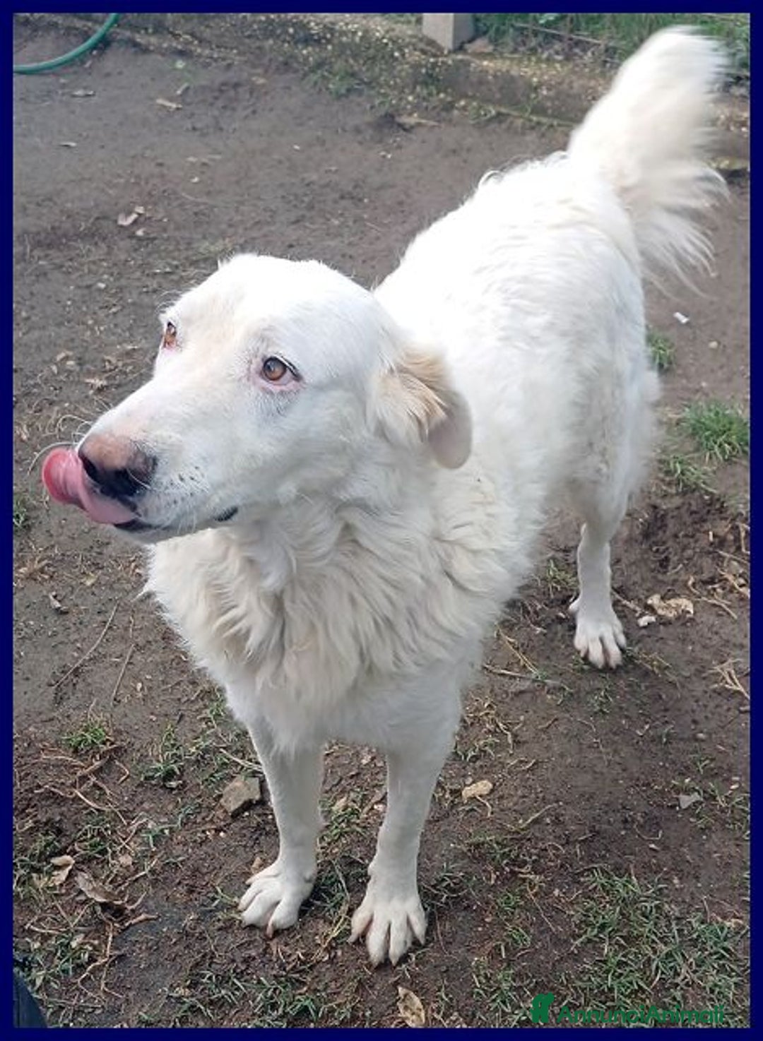 Meticcio cani in regalo: BOMBA giovane buona con tutti! tg abbondante - Immagine 2