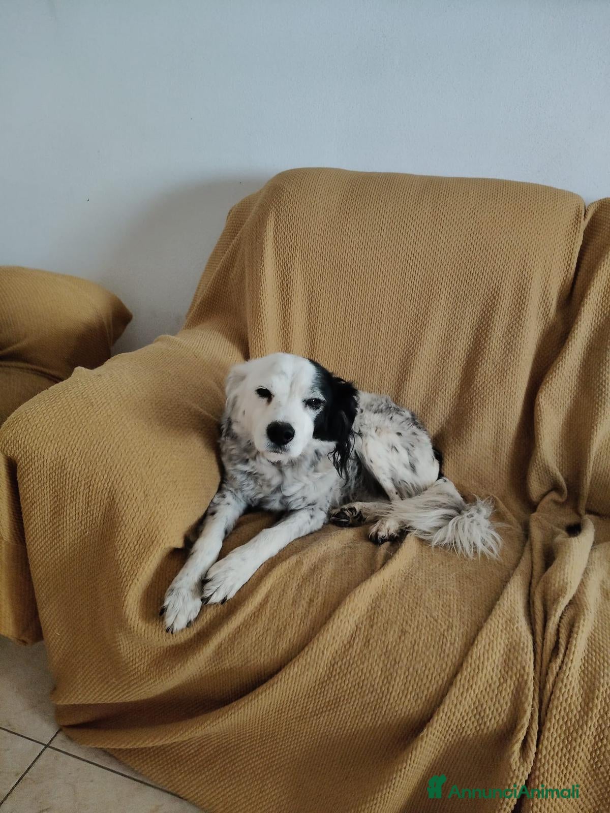 Meticcio cani Pia: 13 anni, adozione del cuore  - Annuncio 16