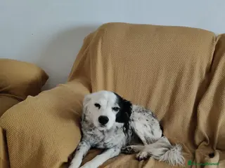 Meticcio cani Pia: 13 anni, adozione del cuore - Annuncio 16