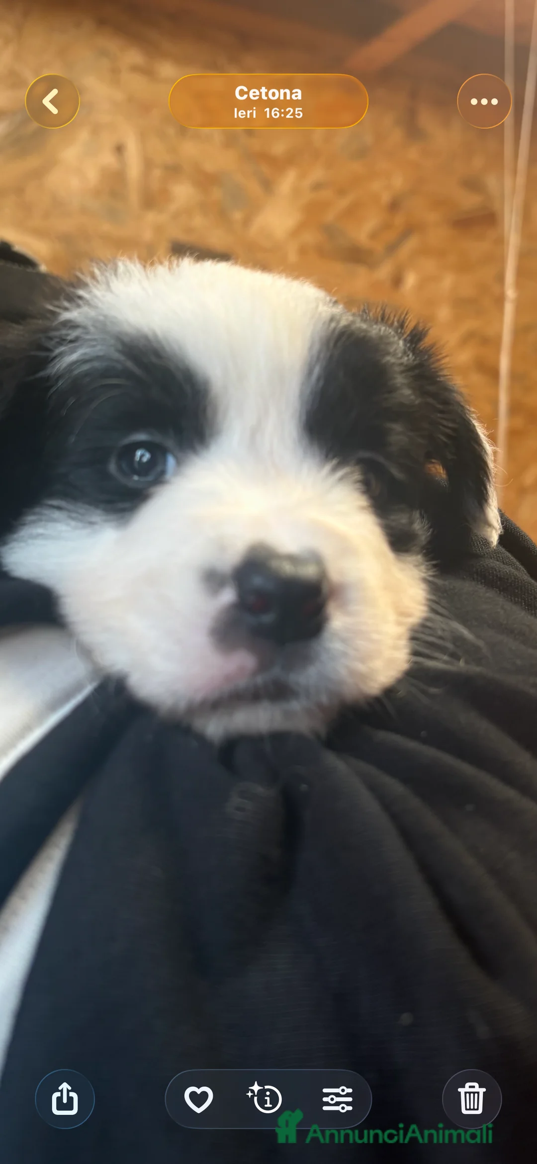 Border Collie cani in vendita: Border collie con pedigree  - Annuncio 8