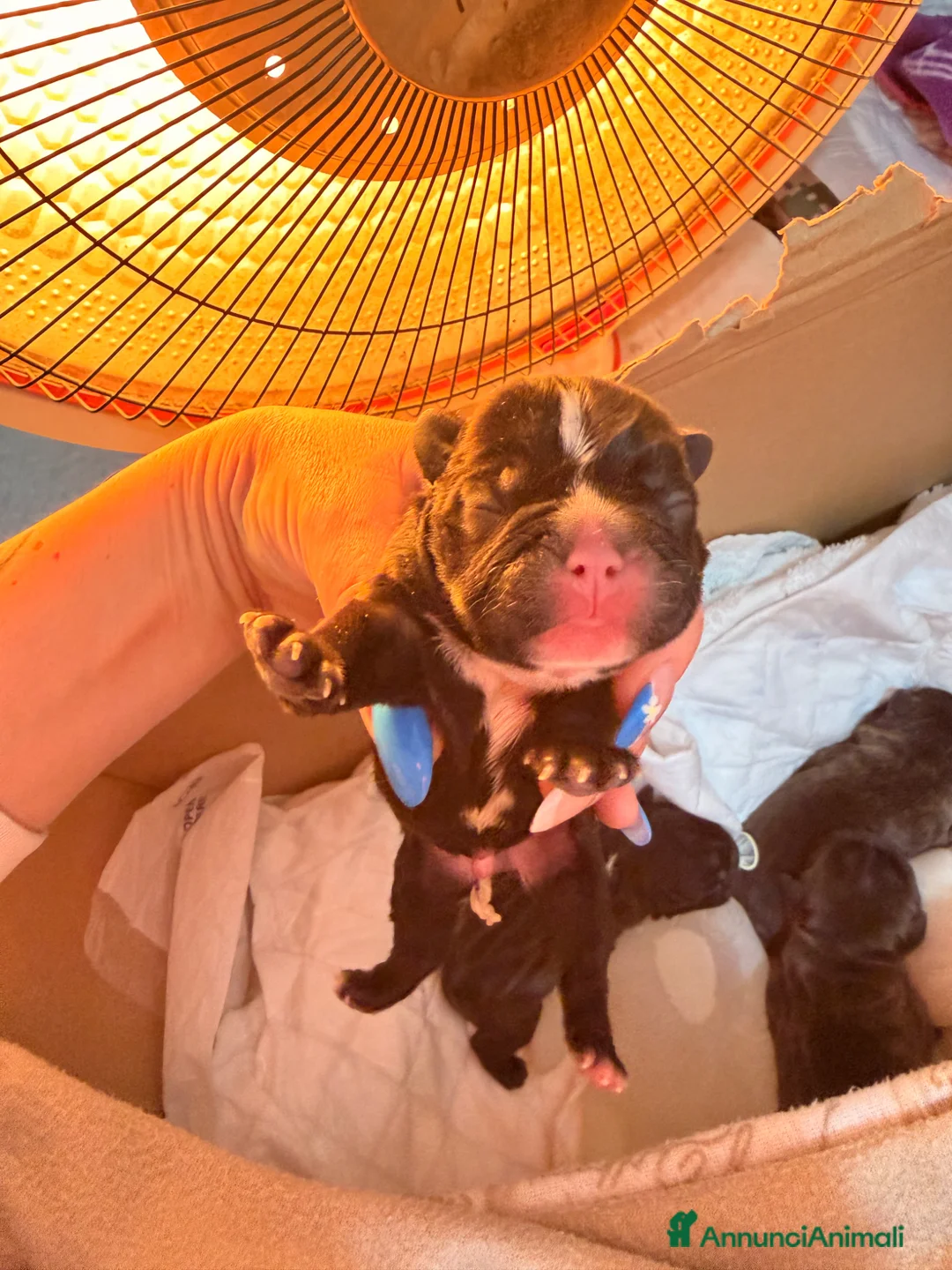 Bulldog Francese cani in vendita: Magnifici cuccioli bulldog francese  - Annuncio 4