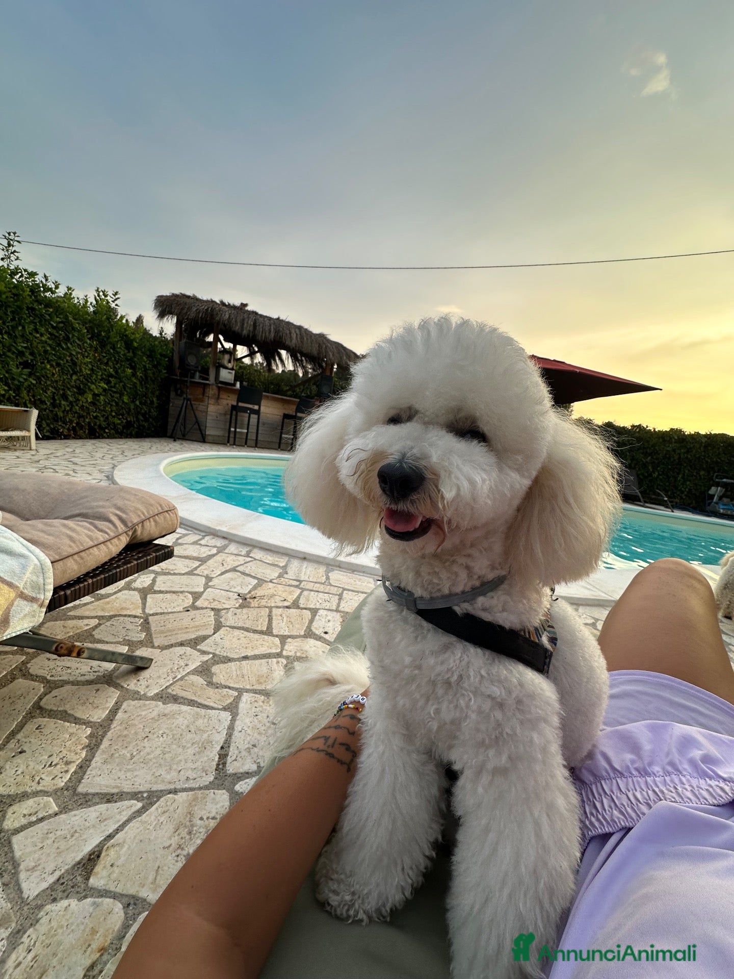 Barboncino Toy cani 🐩 HERMES CERCA UNA CAGNOLINA PER LA MONTA 🐩  - Annuncio 2