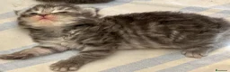 Siberiano gatti in vendita: cuccioli di gatto siberiano ANFI - Annuncio 8