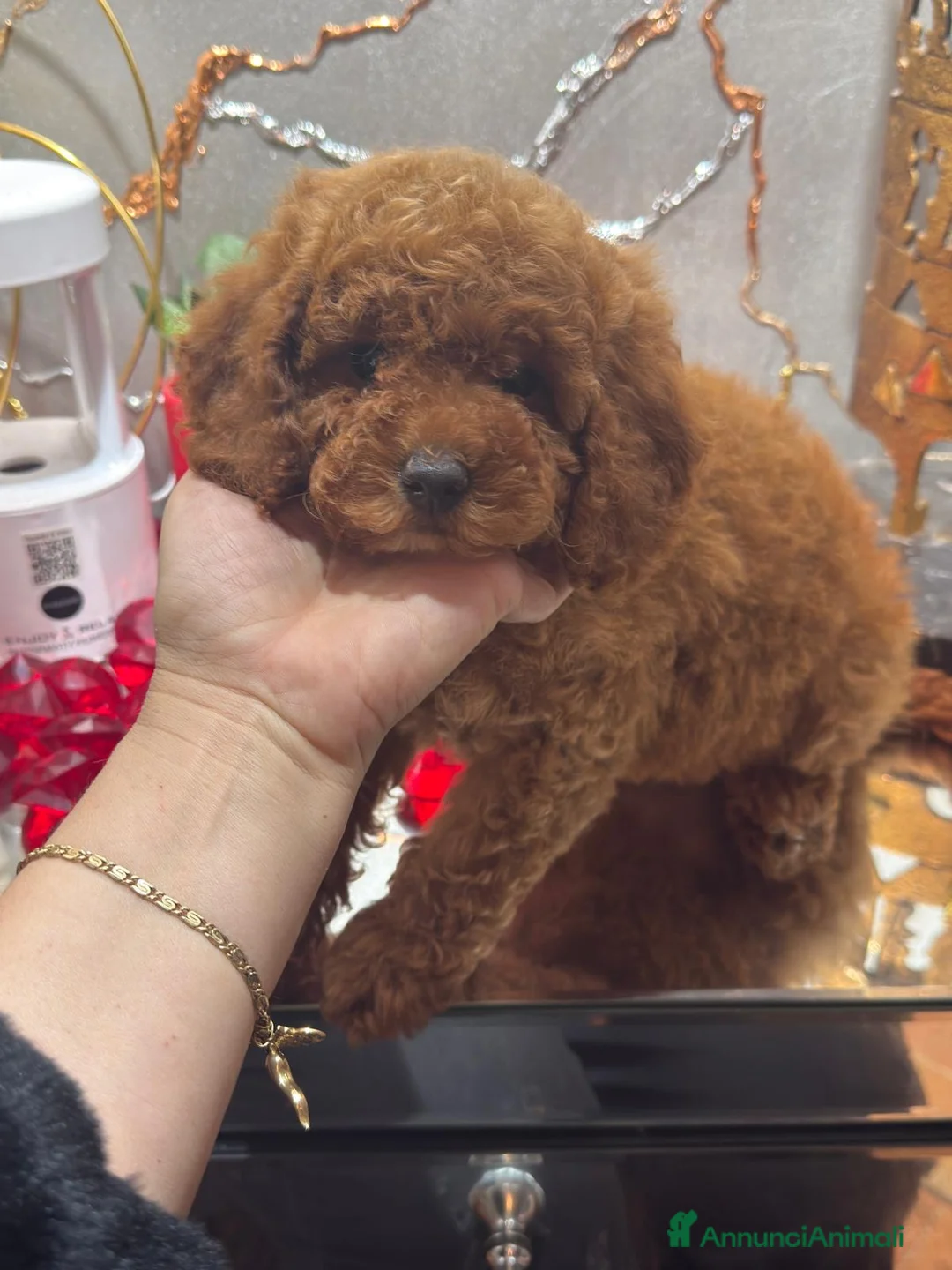 Barboncino cani in vendita: Barboncine nane rosse - Annuncio 1