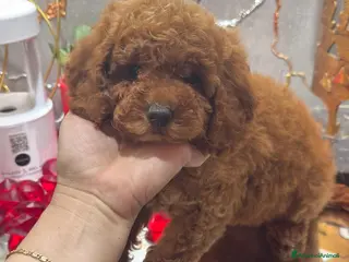 Barboncino cani Barboncine nane rosse - Annuncio 4