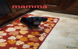 Bassotto cani in vendita: Bassotto  a Città metropolitana di Roma Capitale - Immagine 3