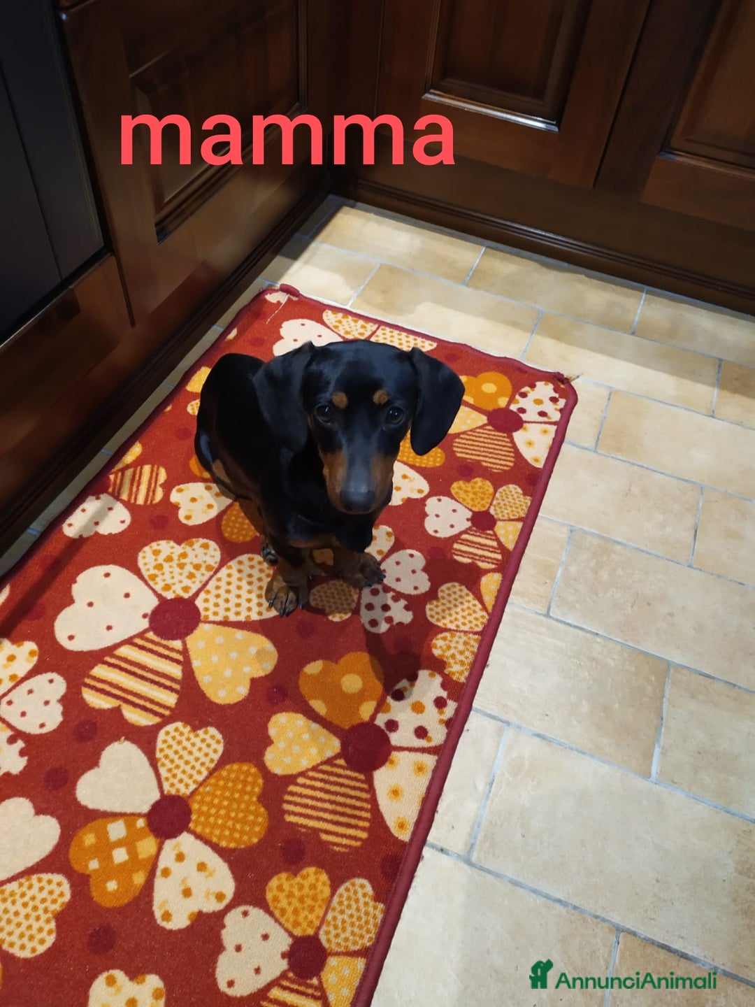 Bassotto cani in vendita: Bassotto  a Città metropolitana di Roma Capitale - Immagine 3