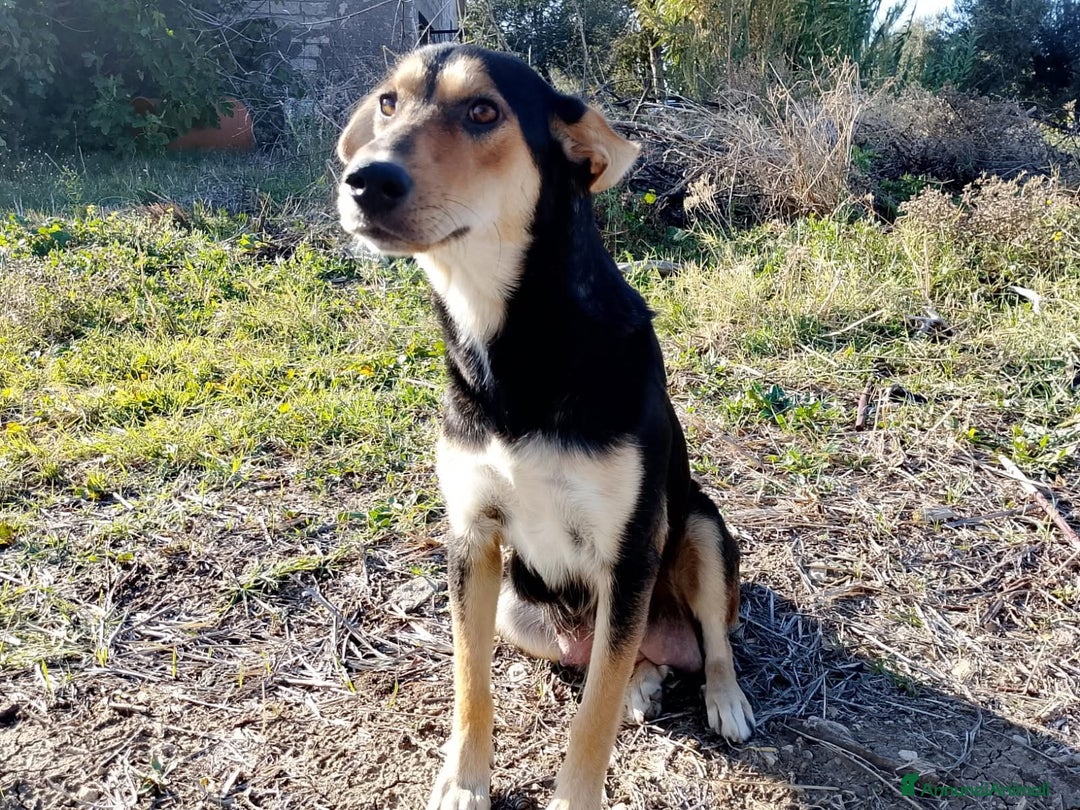 Altre razze cani in regalo: Maya, dolcissima, un anno  - Annuncio 1