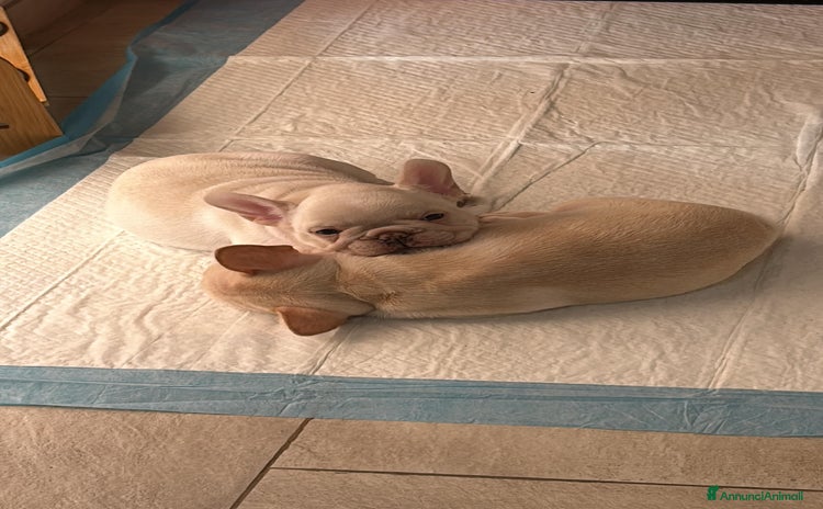 Bulldog Francese cani Vendo Buldogg francese - Annuncio 4