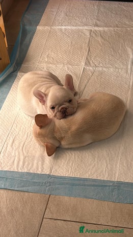 Bulldog Francese cani Vendo Buldogg francese - Annuncio 4