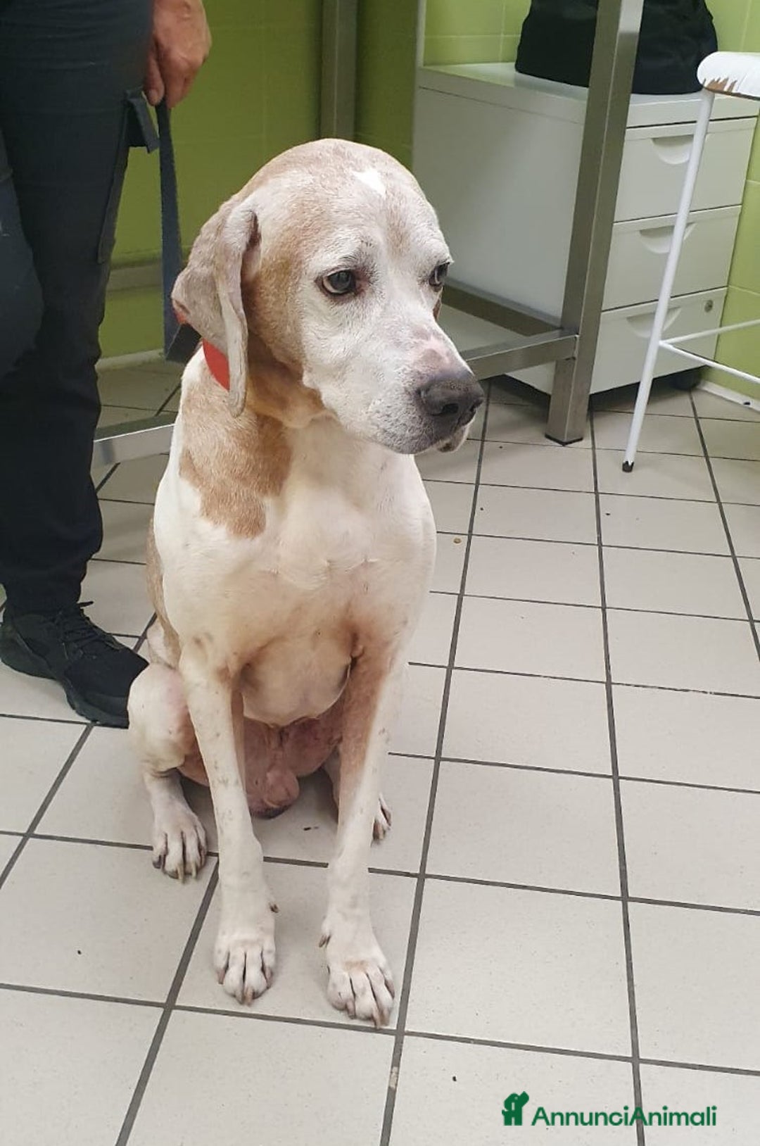 Pointer cani in regalo: VENTO un tesoro tutte coccole a Pomezia - Annuncio 3