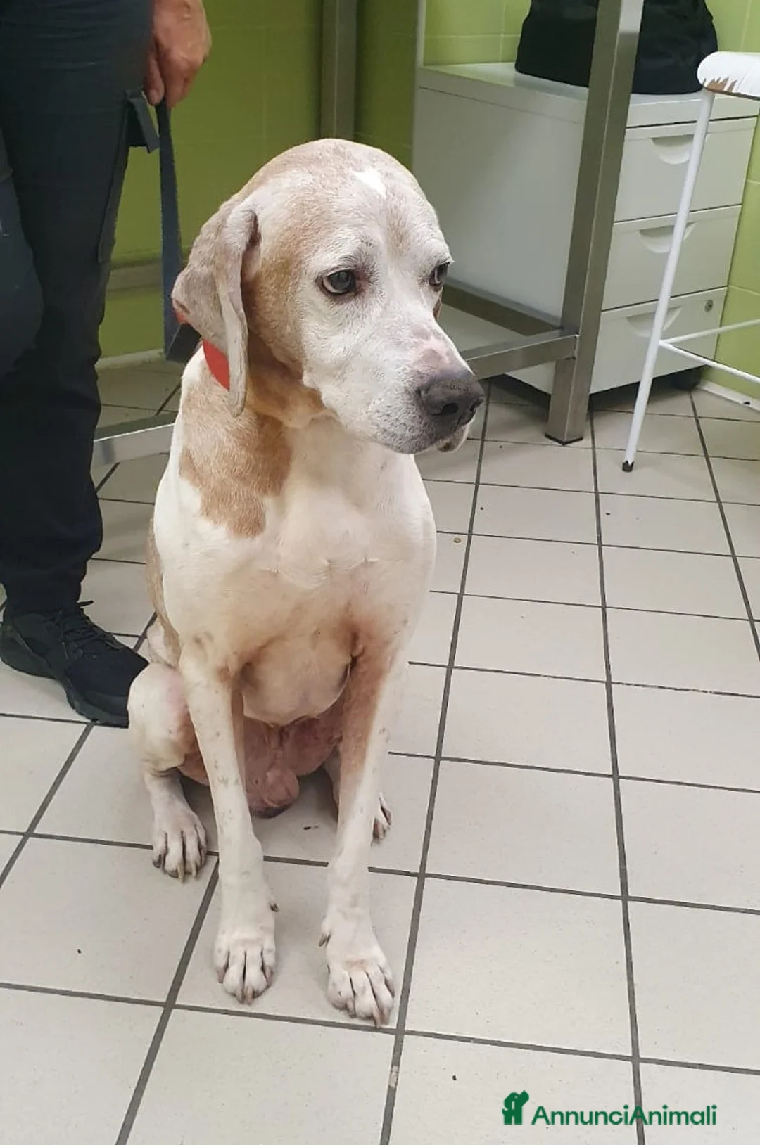 Pointer cani in regalo: VENTO un tesoro tutte coccole a Pomezia - Annuncio 3