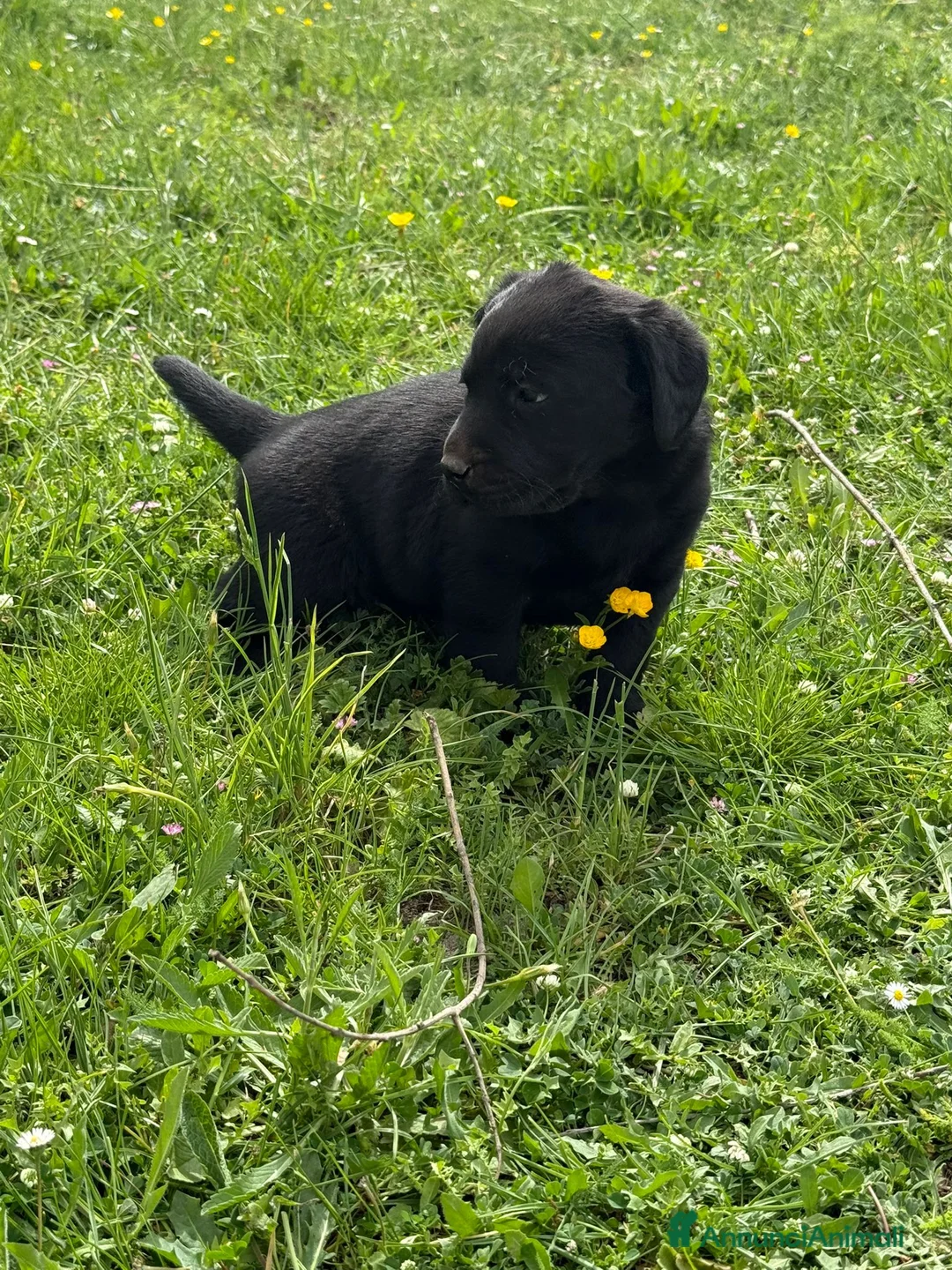 Labrador cani in vendita: Cuccioli labrador - Annuncio 2