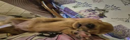 Golden Retriever cani in vendita: Allevamento professionale  cucciolata inglese - Annuncio 4
