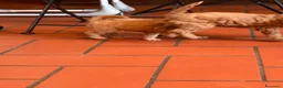 Barboncino cani in vendita: Cuccioli di barboncino a Provincia di Varese - Annuncio 2